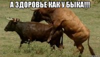 а здоровье как у быка!!! 