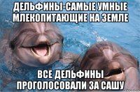дельфины-самые умные млекопитающие на земле все дельфины проголосовали за сашу