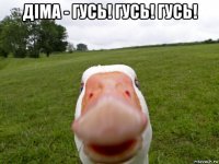 діма - гусь! гусь! гусь! 