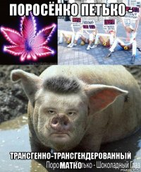 поросёнко петько - трансгенно-трансгендерованный матко