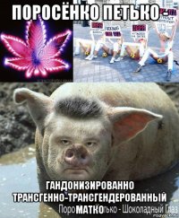 поросёнко петько - гандонизированно трансгенно-трансгендерованный матко