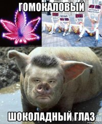 гомокаловый шоколадный глаз