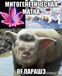 митогенетическая матка of парашэ