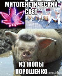 митогенетический свет из жопы порошенко