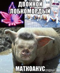 двойной лобкомордый маткоанус