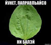 йунет, паправльайсо ни балэй