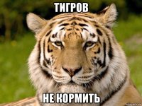 тигров не кормить