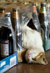 Создать мем Beer cat