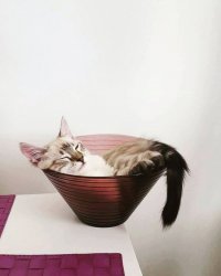 Создать мем Cat in the vase