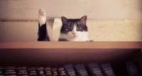 Создать мем Cat vote
