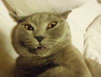 Создать мем Чтото не так