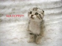 Создать мем Ща порву