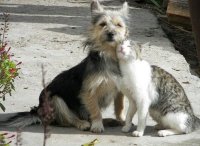 Создать мем Дружба собаки и кота