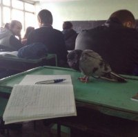 Создать мем Голубь школьник