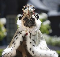 Создать мем Королева