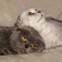 Создать мем Кошки