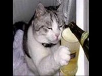 Создать мем КОТ АЛКОРИОТ