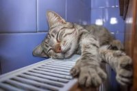 Создать мем Кот и батарея