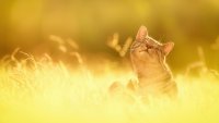 Создать мем Кот патриот