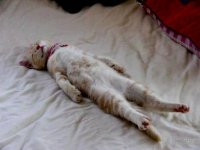 Создать мем Кот