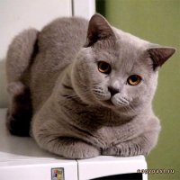 Создать мем Кот