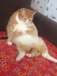 Создать мем Котэ