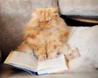 Создать мем Котег