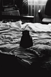 Создать мем Котик