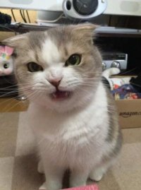 Создать мем КОТТЕЦ