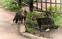Создать мем Коты
