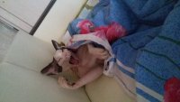 Создать мем Котя лысый