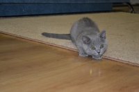 Создать мем Ковото увидел