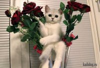 Создать мем Лапочка