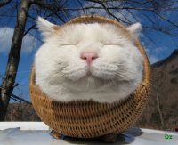 Создать мем Лукошко