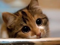 Создать мем Няшний котик
