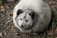 Создать мем Песец