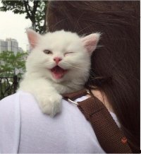 Создать мем Подарил девушке котенка Кажется он увел у меня девушку