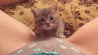 Создать мем Привет киса