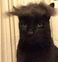 Создать мем Стильный котэ