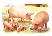Создать мем Свиньи и поросята