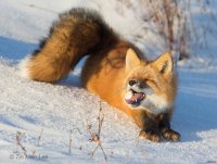 Создать мем The FOX