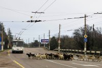 Создать мем Троллейбус