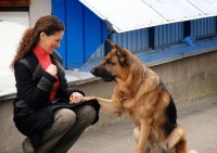Создать мем Я  не понимаю в породах собак
