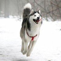 Создать мем Я крутой