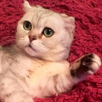 Создать мем ЗлойКот