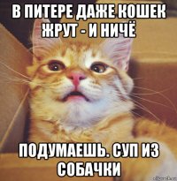 в питере даже кошек жрут - и ничё подумаешь. суп из собачки
