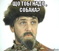 що тобі надо , собака? 