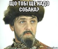 що тобі ще надо собака? 