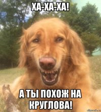 ха-ха-ха! а ты похож на круглова!