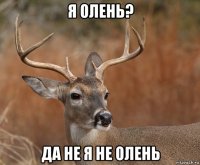 я олень? да не я не олень